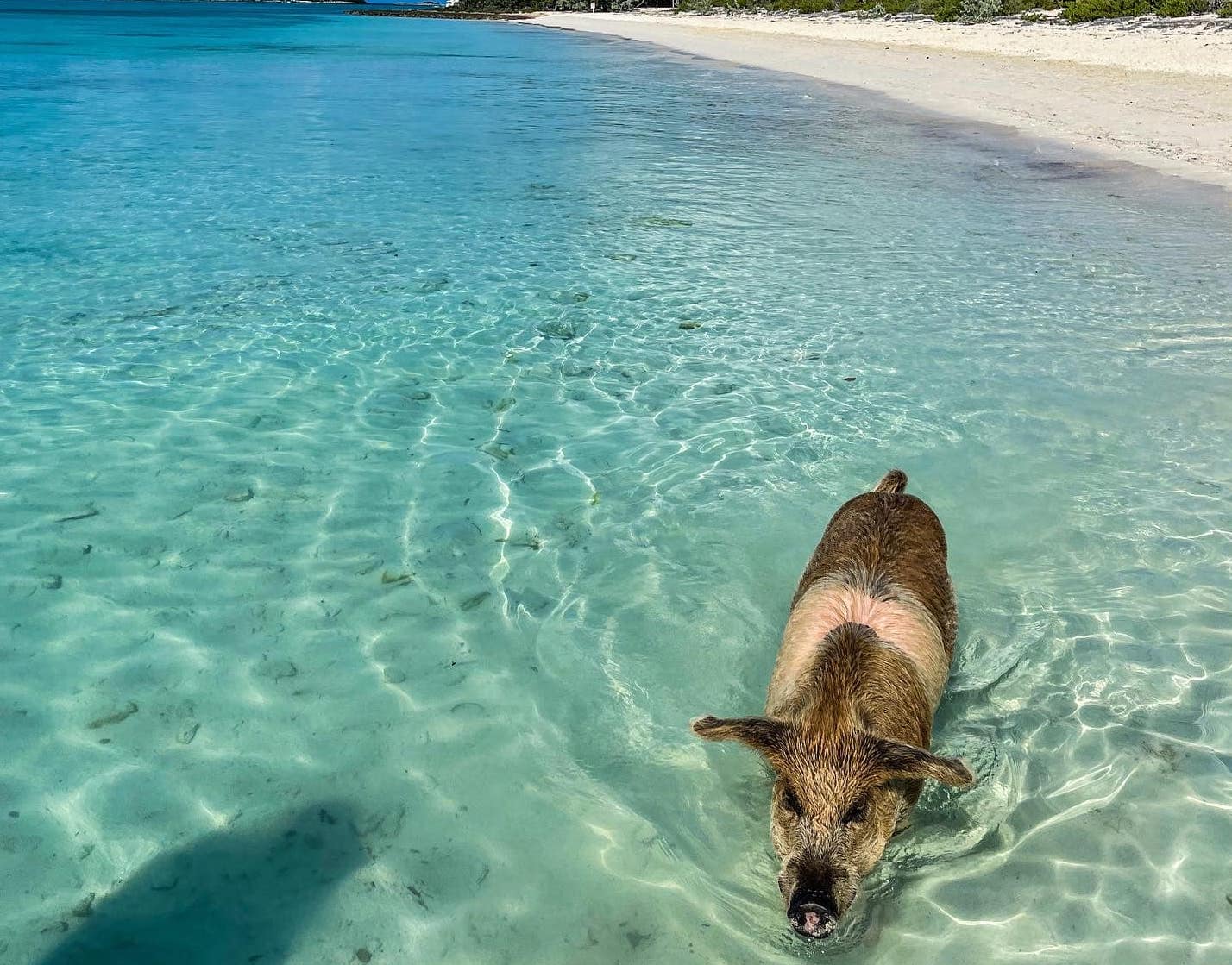 pig beach bahamas